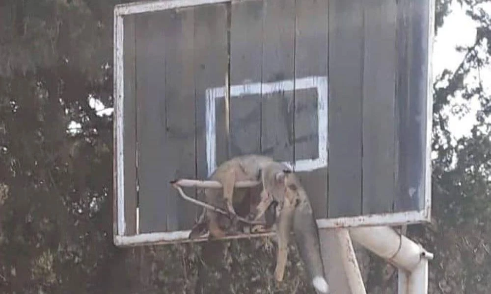 Κύπρος: Βασάνισαν, σκότωσαν και κρέμασαν αλεπού σε μπασκέτα